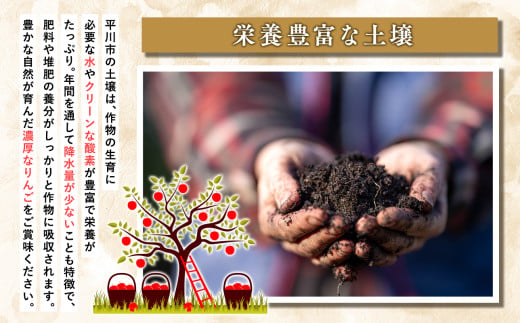 訳あり 家庭用 有袋ふじ 2