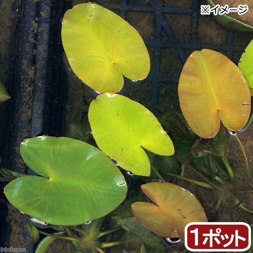 サイコクヒメコウホネ 2