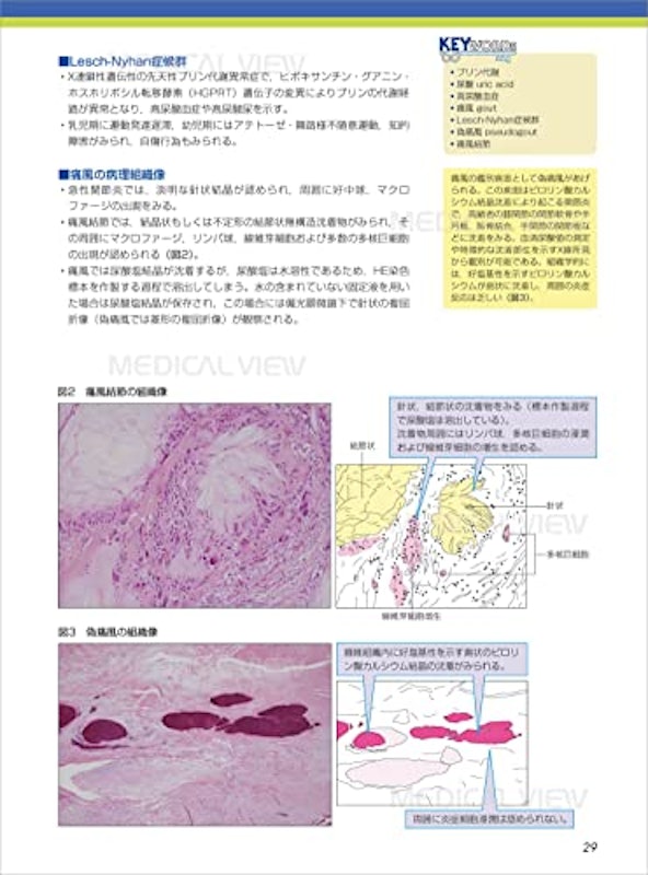 カラーイラストで学ぶ 集中講義 生化学 改訂2版 5