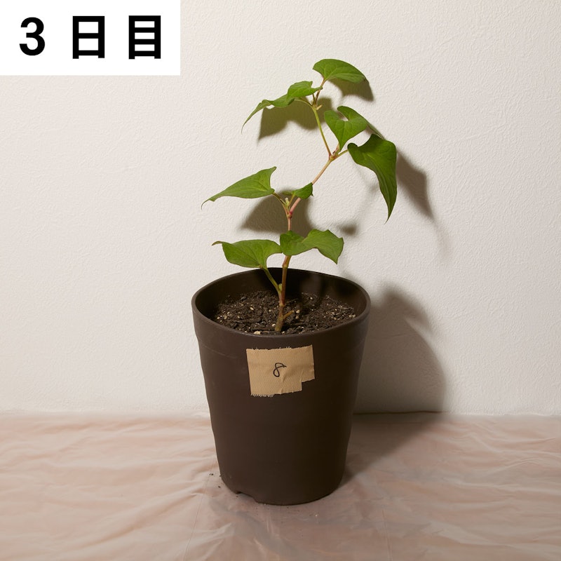 はやく効くお酢の除草剤 6