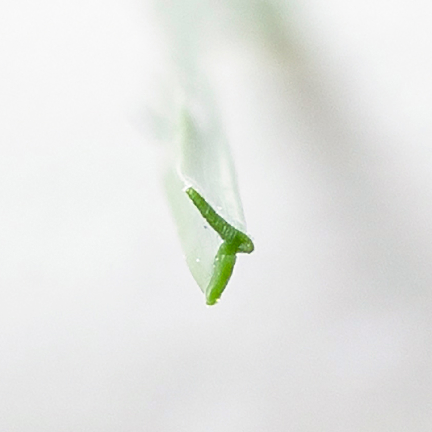 人工芝 6