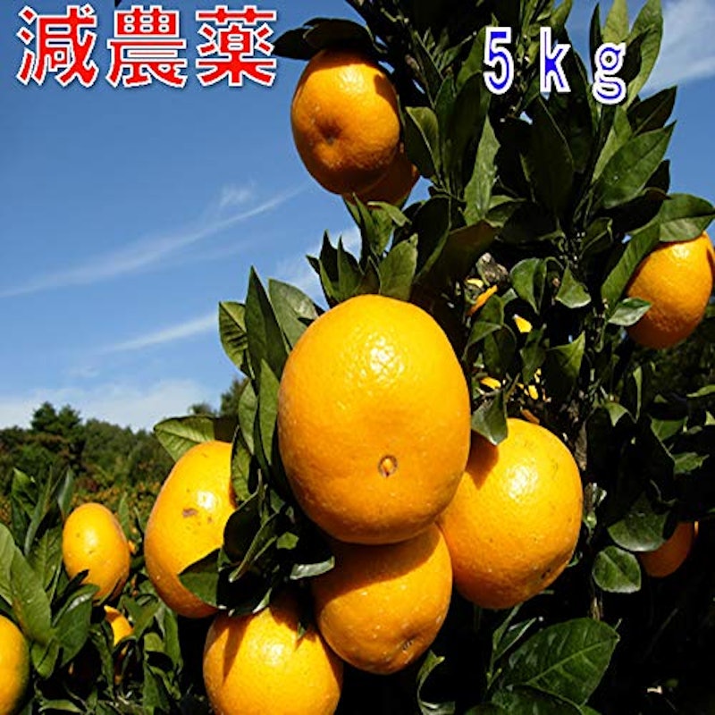 和歌山県産 みかん 2