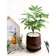 LAND PLANTS エバーフレッシュ 1