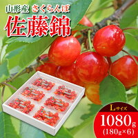 さくらんぼ 佐藤錦  1