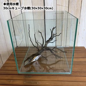 爬虫類用流木のおすすめ人気ランキング【2025年10月】 | マイベスト