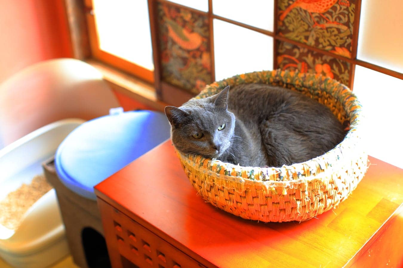 東京都内の猫カフェおすすめ人気ランキング12選 里親探しのカフェも Mybest