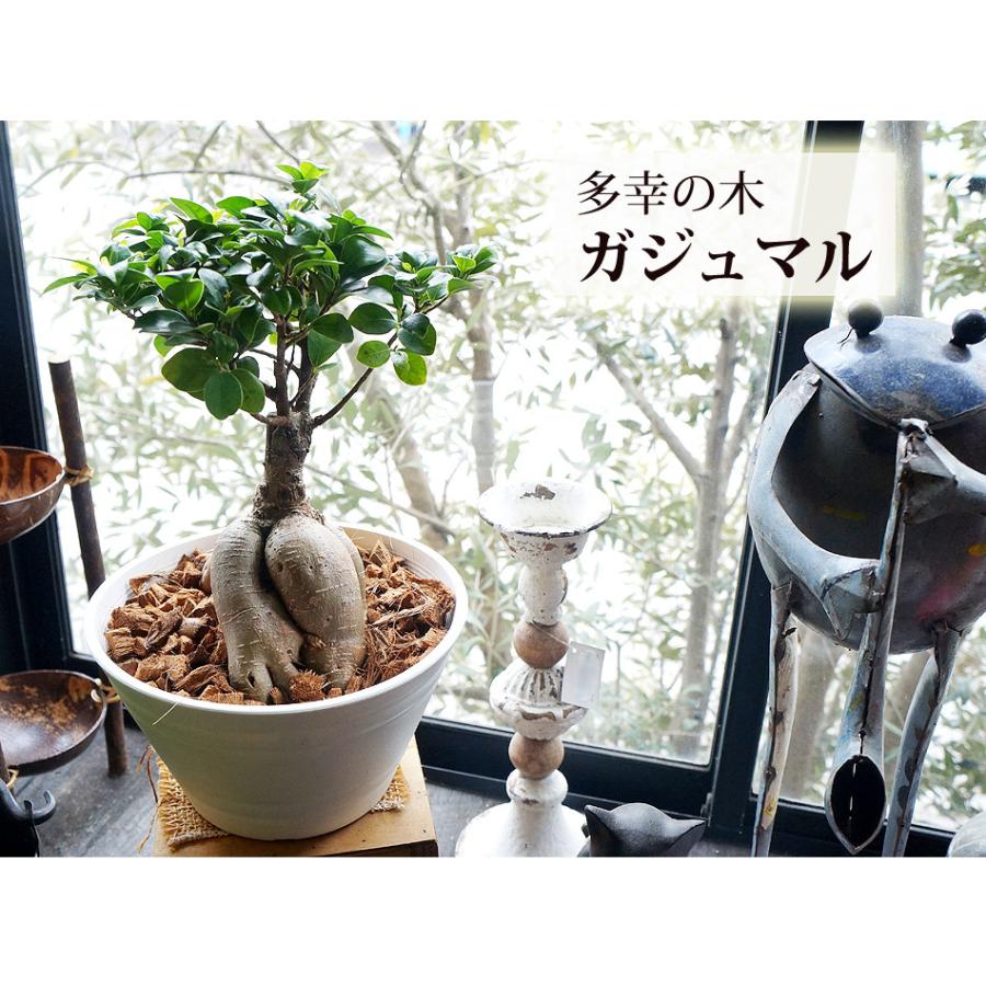 ガジュマル 2