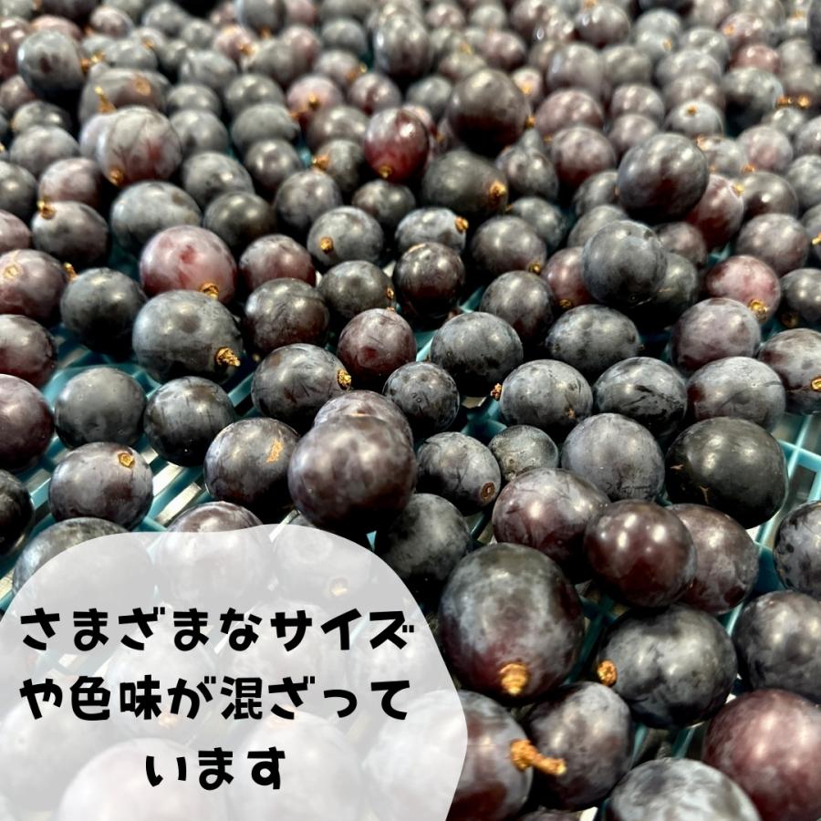 冷凍 種あり巨峰 7