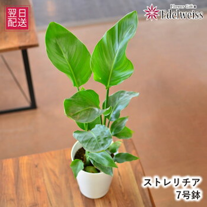 観葉植物 ストレリチア 7号鉢 1
