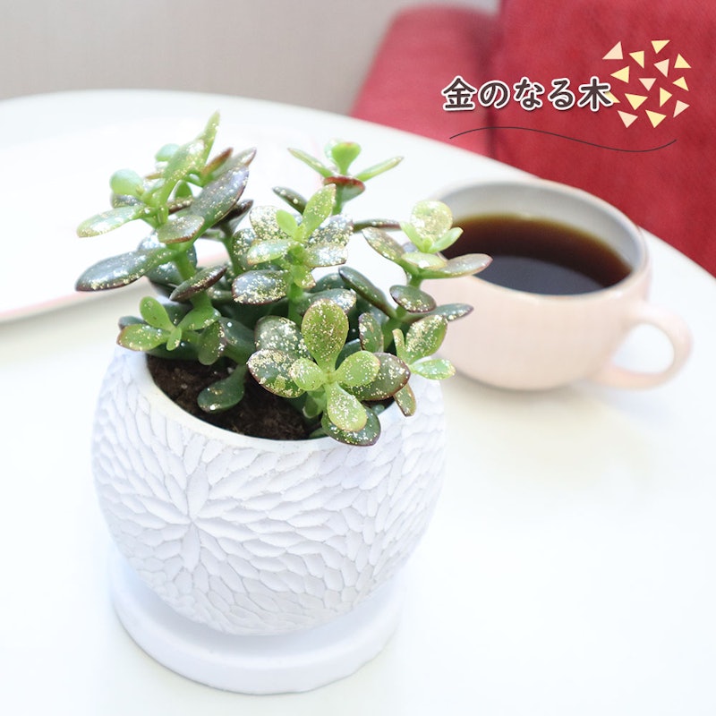 選べる観葉植物&陶器鉢 2
