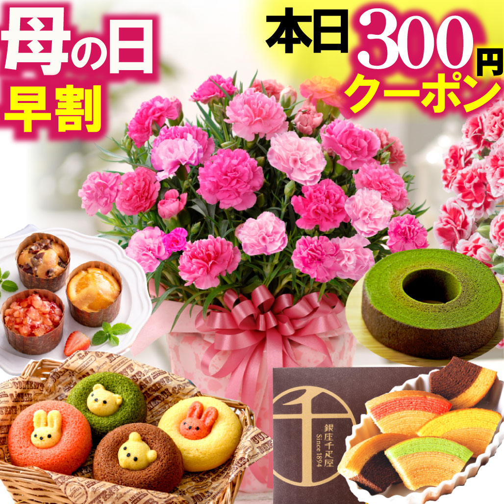 カーネーション鉢植えと選べるスイーツセット 1