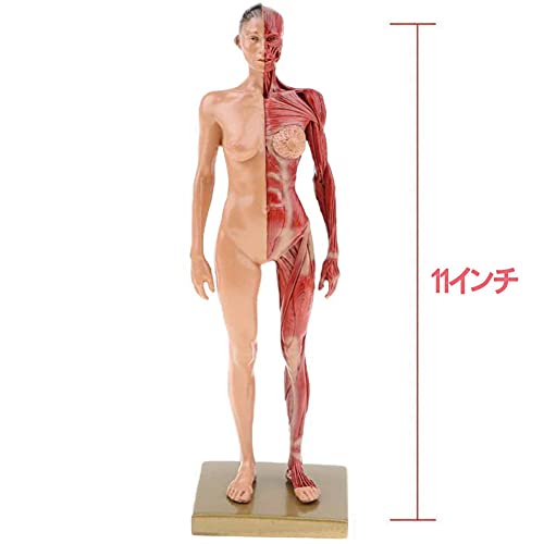 女性 人体筋肉模型 5