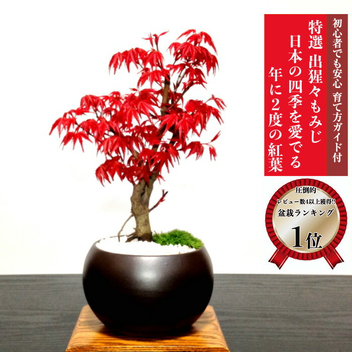 出猩々もみじ 1