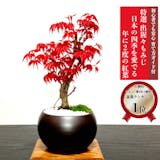 プレゼント向け鉢植えのおすすめ人気ランキング【2026年7月】 3
