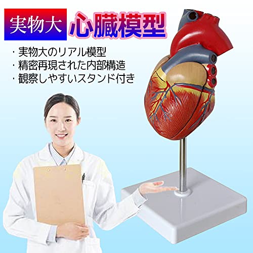 心臓模型  2
