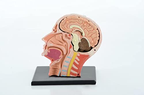 Lucky 教育モデル 模型 4D人間の頭 4