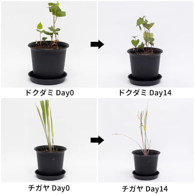 ドクダミはほとんど効果なし。チガヤも半数ほど緑が残った