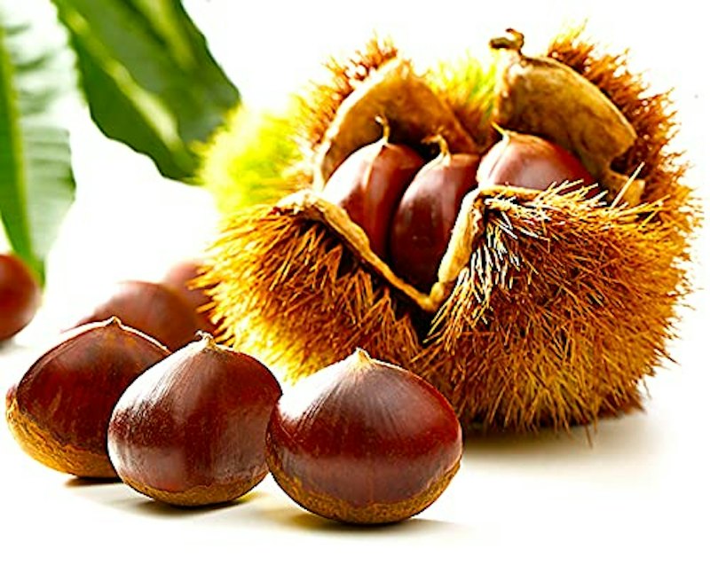 栗 1