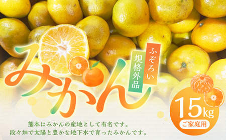 熊本市産みかん ご家庭用  1