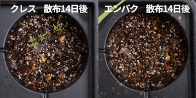 発芽しにくさの検証では、エンバクの芽が出てこなかった