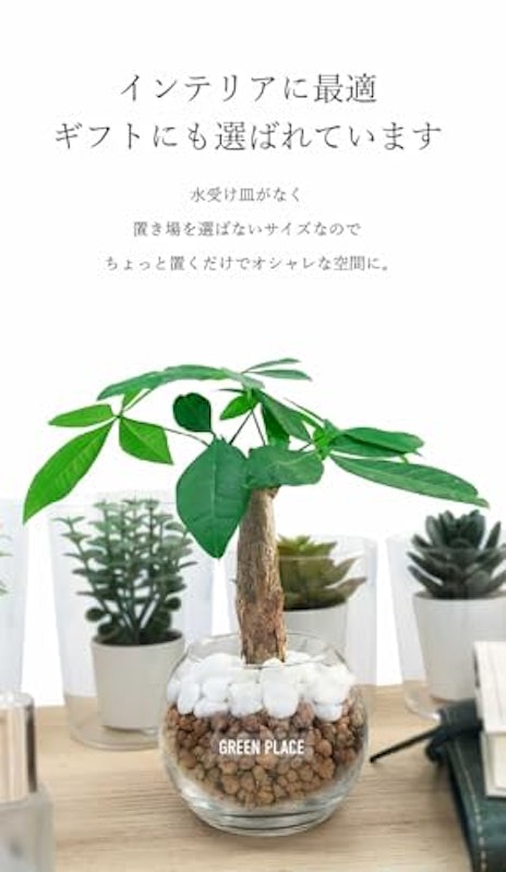 パキラ バルーン鉢 3