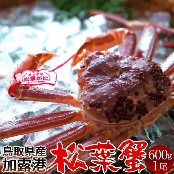 鳥取賀露港 活松葉ガニ 1