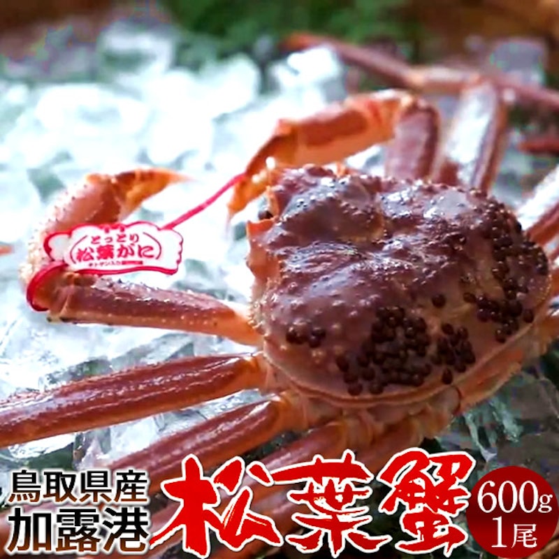 鳥取賀露港 活松葉ガニ 1