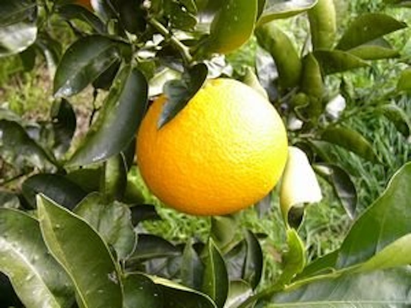 農薬・化学肥料不使用 八朔 3