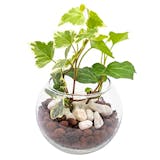プレゼント向け鉢植えのおすすめ人気ランキング【2026年9月】 5