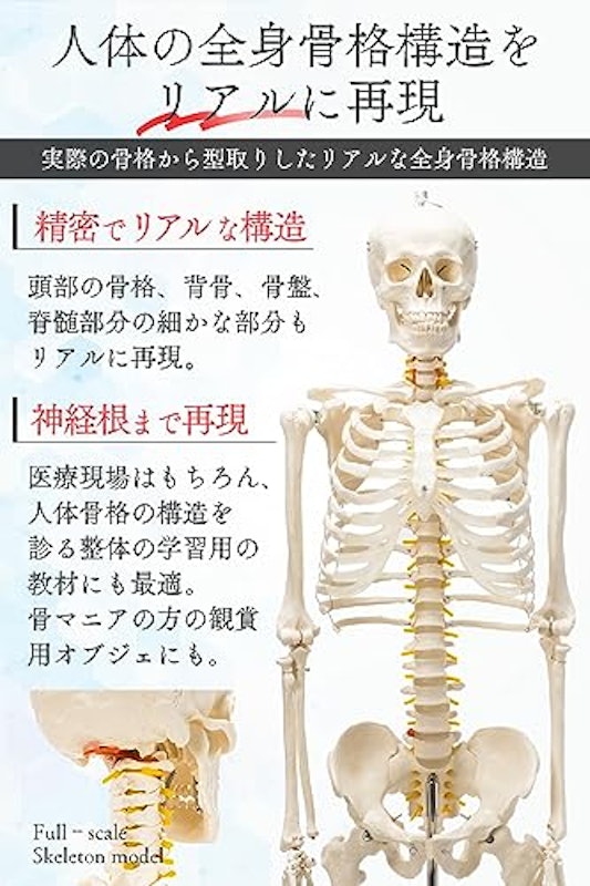 人体模型 3