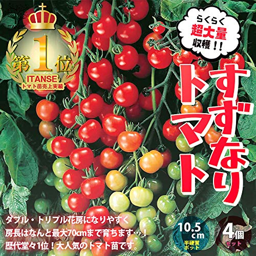 すずなりトマト 1