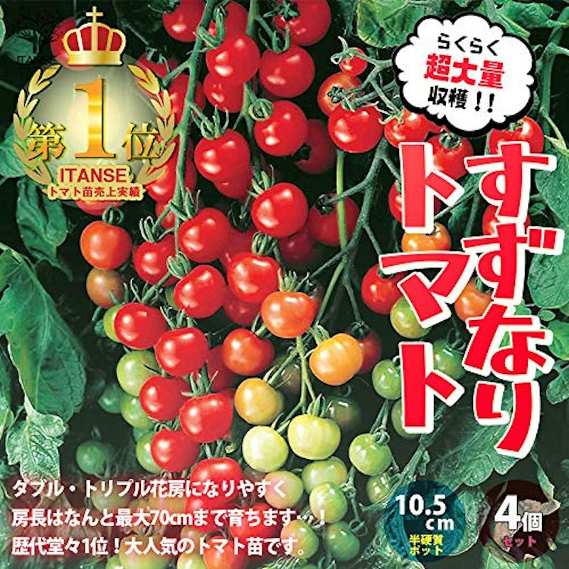 すずなりトマト 1