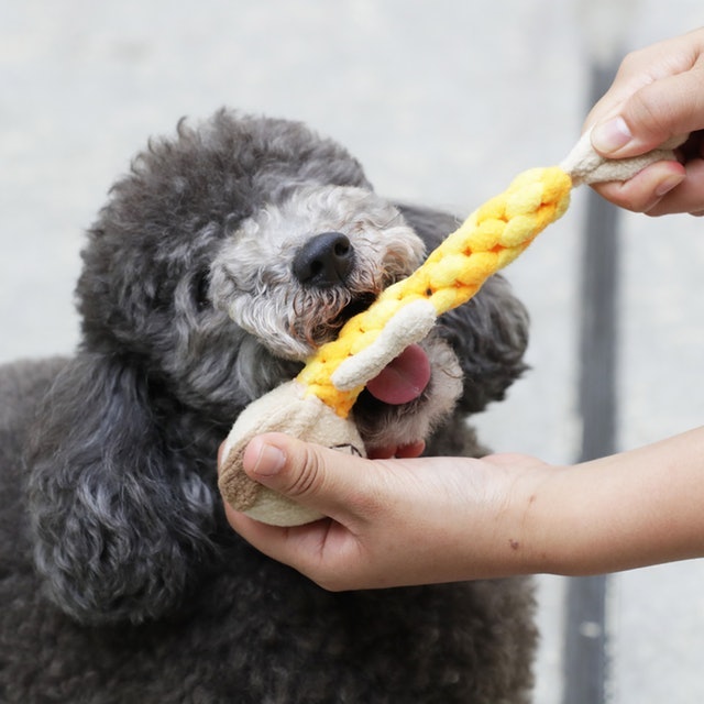 2022年】犬用噛むおもちゃのおすすめ人気ランキング57選 | mybest