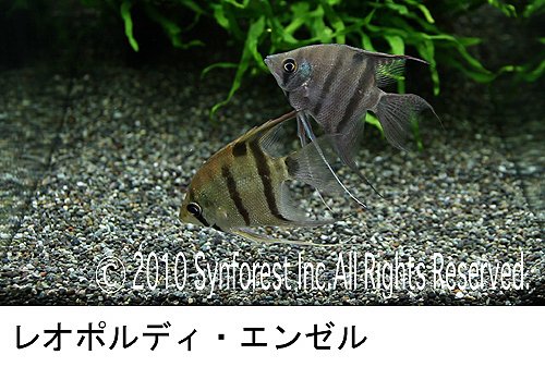 熱帯魚映像図鑑 バーチャル・アクアリウム 7
