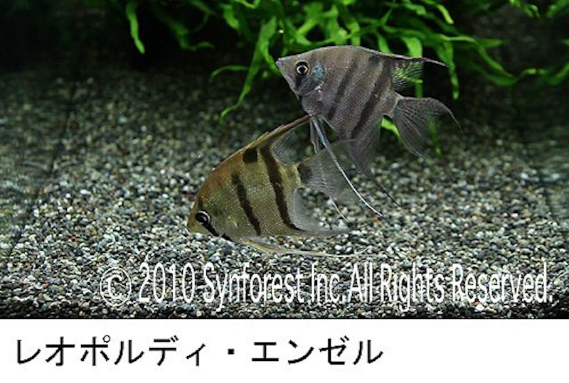 熱帯魚映像図鑑 バーチャル・アクアリウム 7