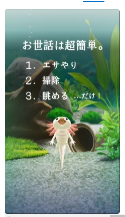 癒しのウーパールーパー育成ゲーム 2