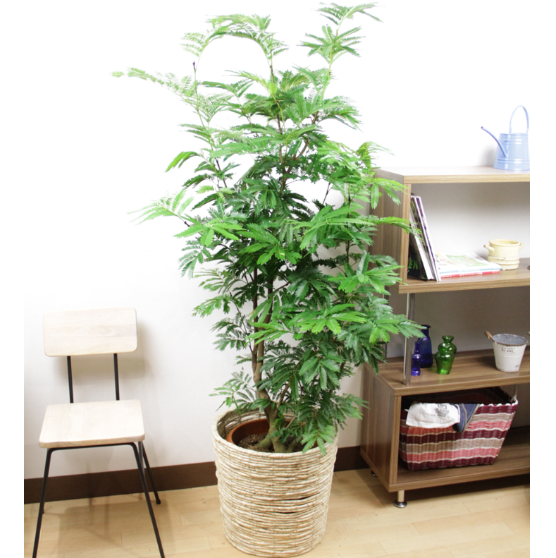 ☆エバーフレッシュ☆ 太木 葉たくさん バランス良い おすすめ