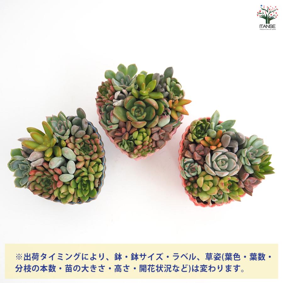 多肉植物 寄せ植え ハート鉢 3