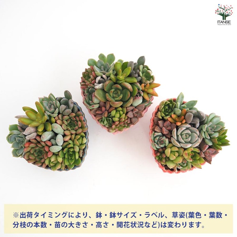 多肉植物 寄せ植え ハート鉢 3