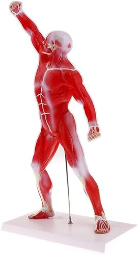 Lucky歯科 解剖学 人体筋肉模型 3