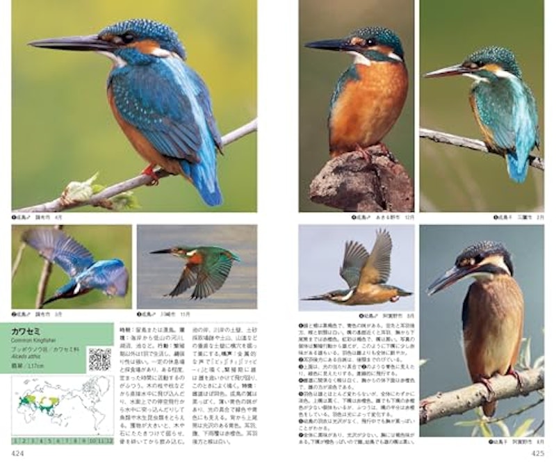 新 日本の野鳥 7