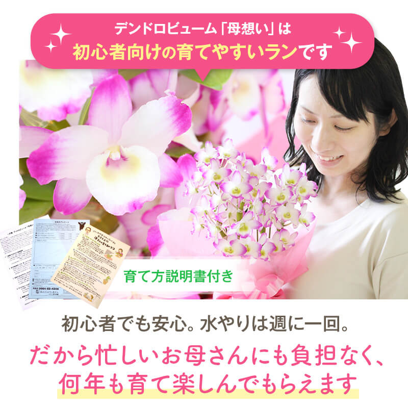 デンドロビューム 母想い 4