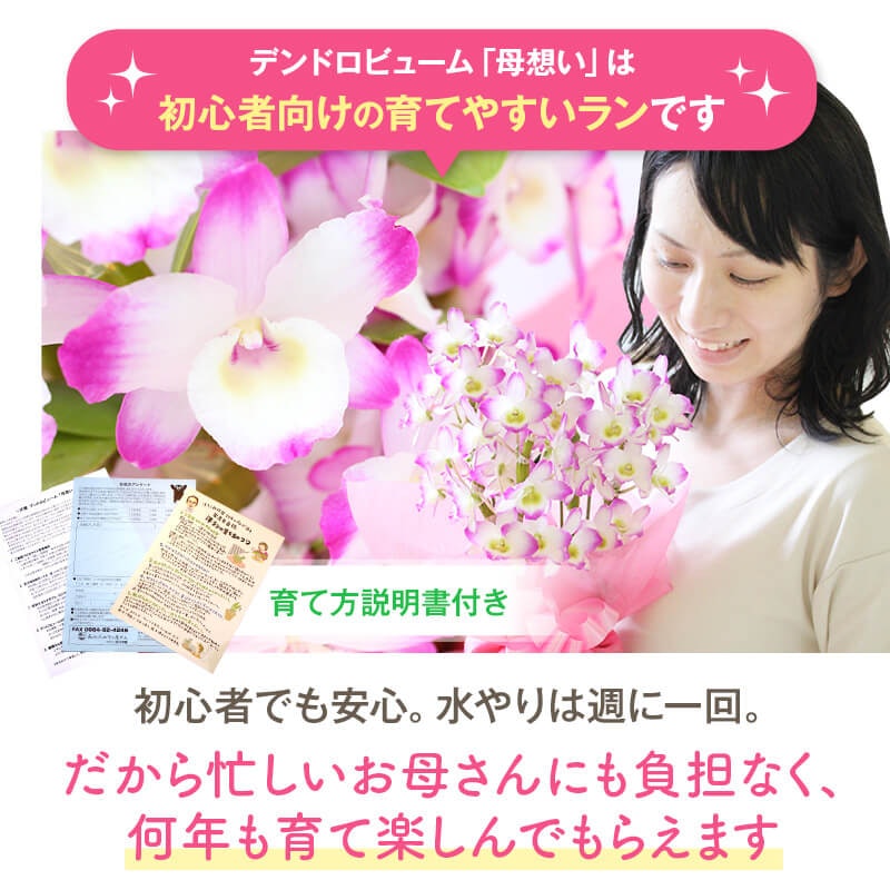 デンドロビューム 母想い 4