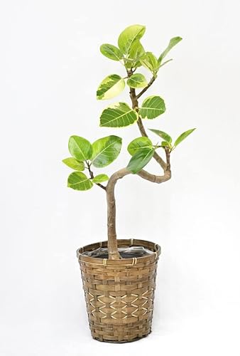 ☆鉢カバー付 フィカス アルテシーマ ゴムの木（120㎝） フィカス