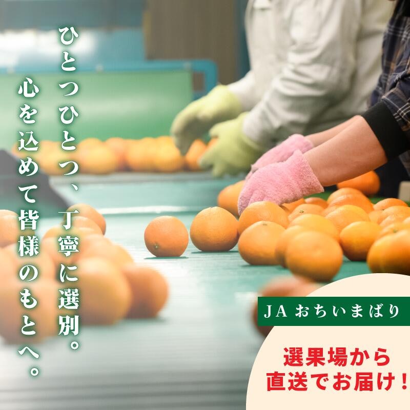 紅まどんな 7