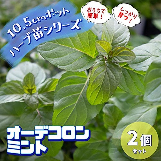 21年 ハーブ初心者向け苗のおすすめ人気ランキング10選 Mybest 21年 ハーブ初心者向け苗のおすすめ人気ランキング10選 Mybest