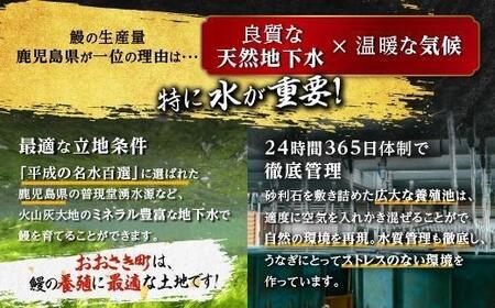 国産うなぎ 長蒲焼 3
