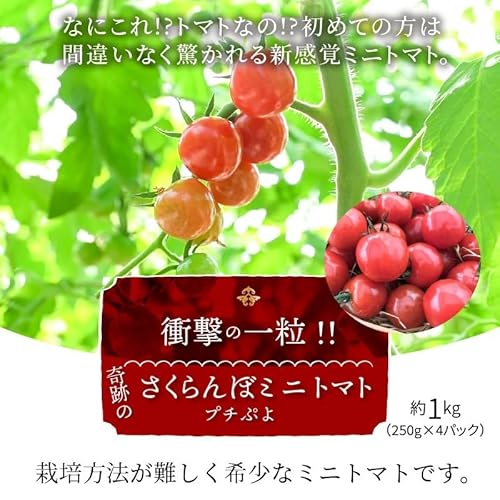 ぷちぷよ さくらんぼトマト 2