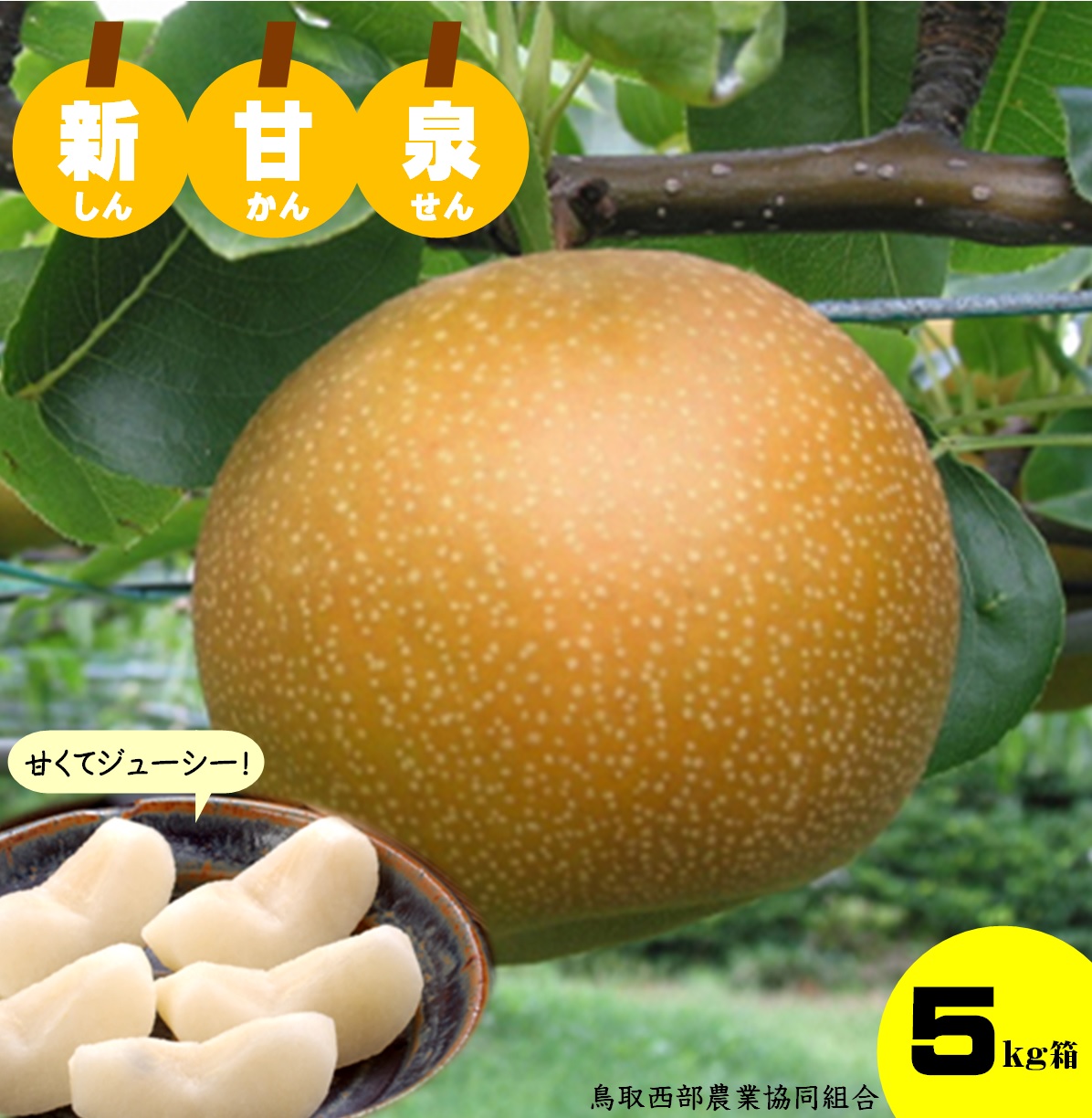 鳥取県産梨 新甘泉 1
