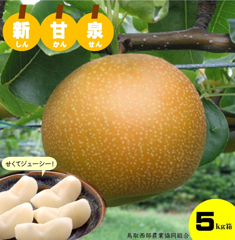 鳥取県産梨 新甘泉 1